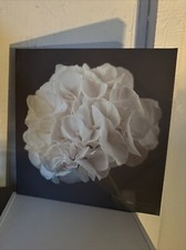 Large white flower for sale  HARLOW