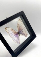 Framed butterfly worldwide for sale  Vancouver