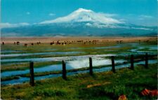 Cartão postal vintage Mount Shasta vulcão extinto Califórnia Spc16 comprar usado  Enviando para Brazil