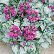 Evergreen lamium beacon for sale  BELLSHILL