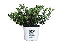 Proven winners aronia for sale  Bradford