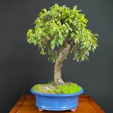 Bonsai prugnolo usato  San Pancrazio Salentino
