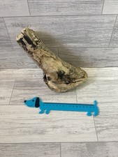 Unusual tree driftwood for sale  BRIGHTON