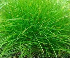 Eleocharis acicularis plante d'occasion  Krautergersheim