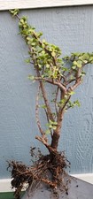 Large portulacaria afra for sale  Los Angeles