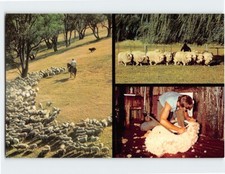 Postcard sheep mustering d'occasion  Expédié en Belgium