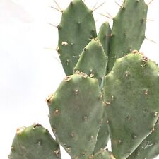 Pad unrooted cuttings for sale  LEIGH