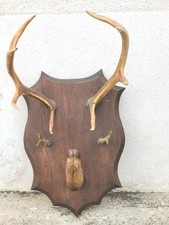 Taxidermie trophée chasse d'occasion Taxidermie trophée chasse d'occasion  Mer