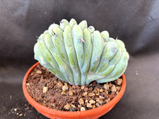 myrtillocactus usato myrtillocactus usato Massafra