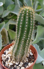 Lobivia winteriana echinopsis d'occasion  Servian