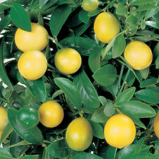 Lemon tree fruit for sale  IPSWICH