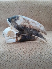 Taxidermy skeleton bones for sale  SAXMUNDHAM