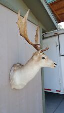 Fallow deer shoulder for sale  Florence