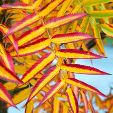 Sorbus commixta olympic for sale  UK