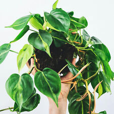 Philodendron scandens sweethea for sale  UK