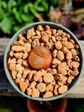 Conophytum maughanii 12mm for sale  CLACTON-ON-SEA