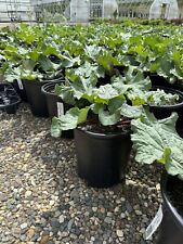 Potted rhubarb plant for sale  Tracy