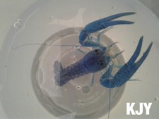 Large male electric for sale  Crystal River