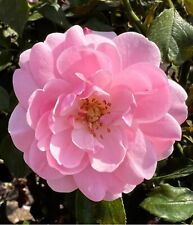 Bonica standard rose for sale  MARCH