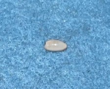Cypraea serrulifera uncommon for sale  San Diego