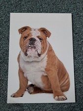 Seltene hunde postkarte gebraucht kaufen  Hamburg