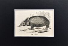 Tenrec tiny 1840s for sale  NORWICH