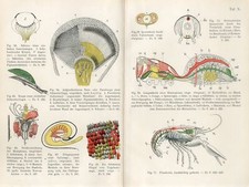 1897 ANIMAL ANATOMY LAGOSTIM CRUZ ARANHA OLHO DE BORBOLETA Impressão Litográfica Antiga comprar usado  Enviando para Brazil