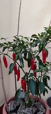 Jalapeño semi peperoncino usato  San Giuliano Terme