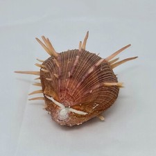 Vintage spondylus regius for sale  Philadelphia