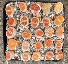 Lithops living stones for sale  Garden Grove
