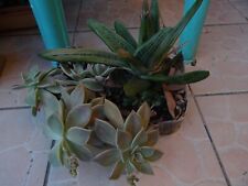 Aloé vera plantes d'occasion  Saint-Cyprien
