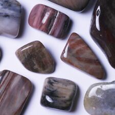 Bois fossile madagascar d'occasion  Gerzat