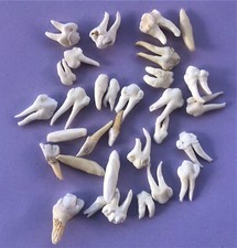 Denti fossili collezione usato  Cecina