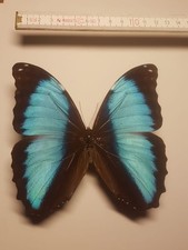 Morpho dedamia männchen gebraucht kaufen  Halle