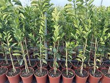 Rangenbaum der mandarinenbaum gebraucht kaufen  Landsberg