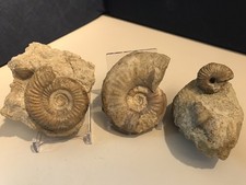 Amos dorset parkinsonia gebraucht kaufen Amos dorset parkinsonia gebraucht kaufen  Kerpen