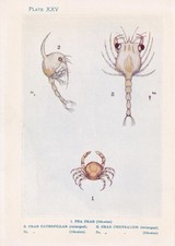 1907 pea crab for sale  BIDEFORD