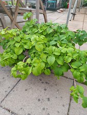 climbing hydrangea for sale climbing hydrangea for sale DORKING