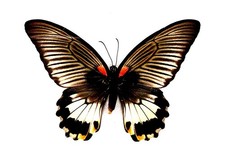 Butterfly moth mounted for sale  Hot Springs Village