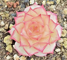 Echeveria sp. rare for sale  Miami