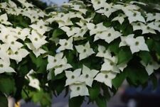 Cornus kousa urban for sale  Mcminnville