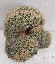 Coryphantha radians big usato  Lecce