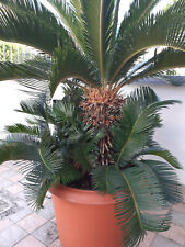 Pianta cicas vaso usato  Comacchio