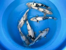 Qty female shiro for sale  Dublin