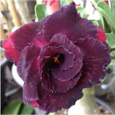 Semi adenium obesum usato  Trappeto