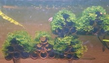 Aquariumpflanze süßwassertan gebraucht kaufen  Fellbach