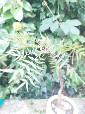 Bursera multijuga for sale  Shipping to United Kingdom