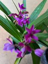 Purple passion ground for sale  Los Angeles