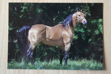 quarter horse gebraucht kaufen quarter horse gebraucht kaufen Berlin
