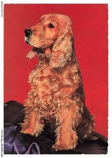 Atap9 0638 chien d'occasion  Expédié en Belgium